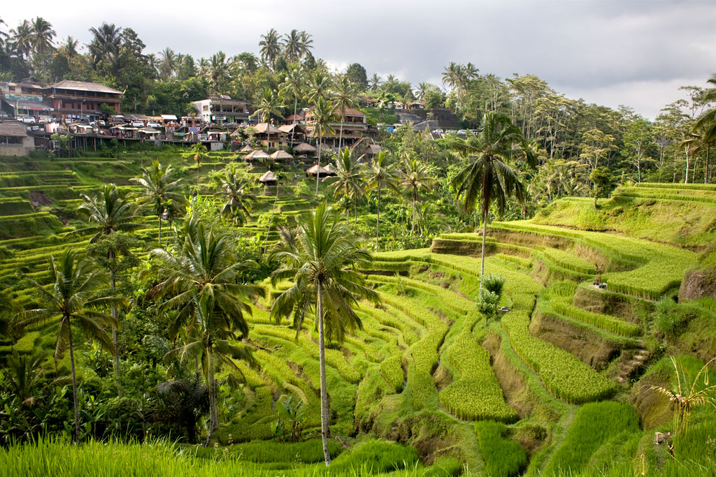 Tegalalang-rice-field-Bali8