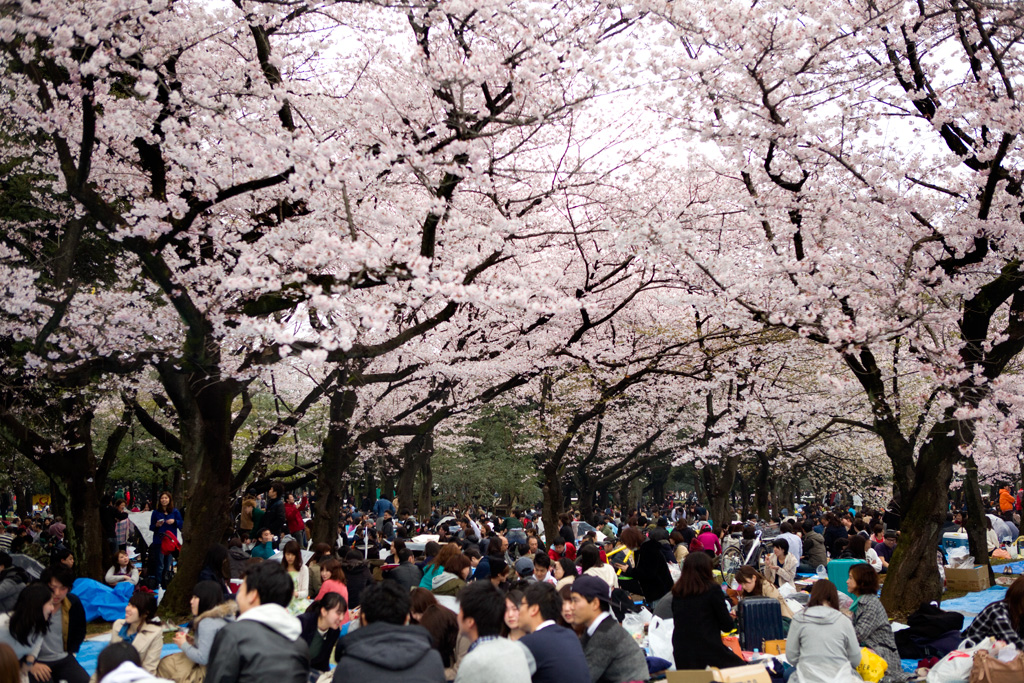 yoyogi.webb